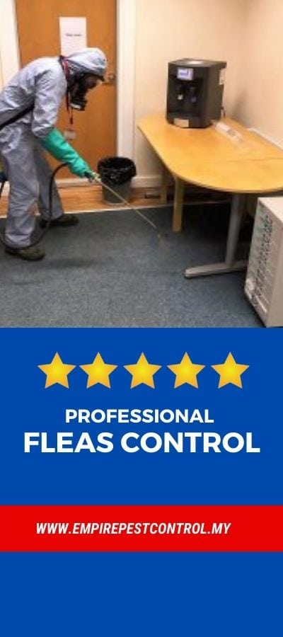Fleas Control Malaysia