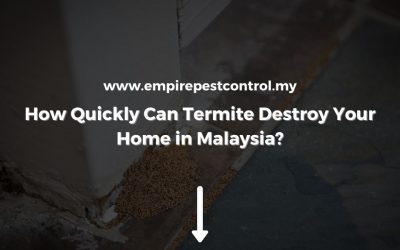How Quickly Can Termites Destroy Your Home in Malaysia?