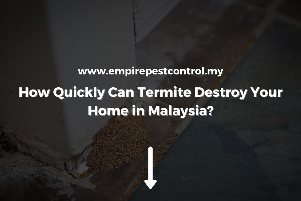 How Quickly Can Termite Destroy Your Home in Malaysia