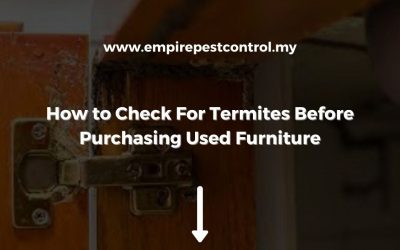 How to Check For Termites Before Purchasing Used Furniture