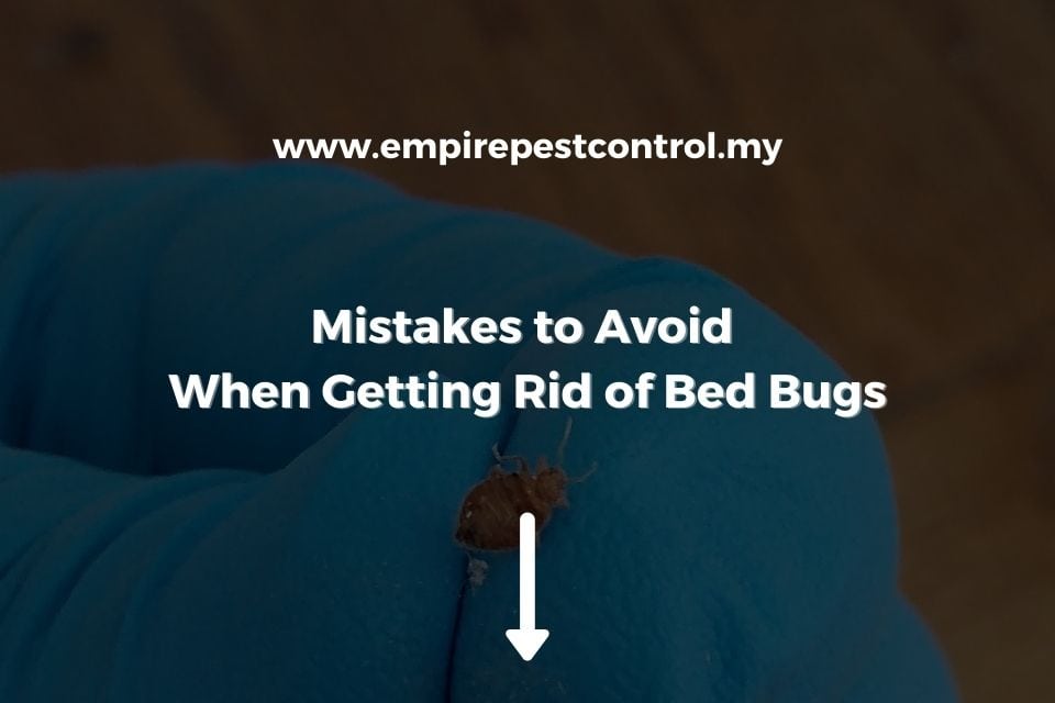 Mistakes to Avoid When Getting Rid of Bed Bugs