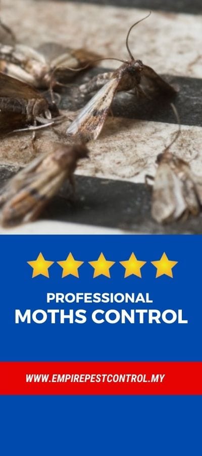 Moths Control Malaysia