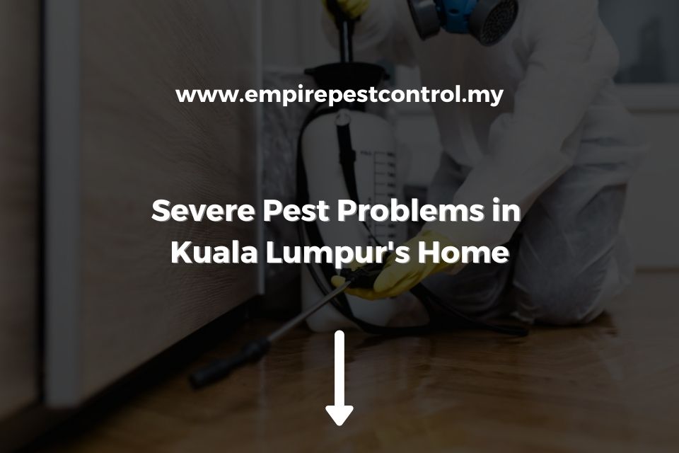 Severe Pest Problems in Kuala Lumpur Home