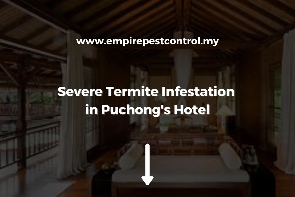 Severe Termite Infestation in Puchong Hotel