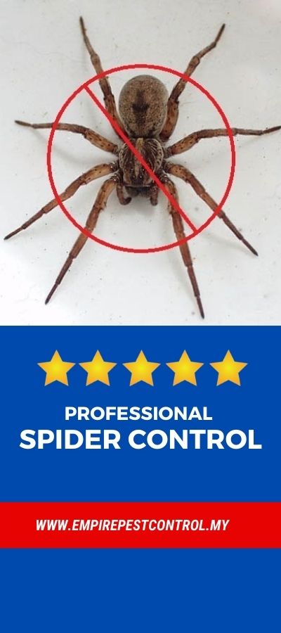 guardianpest spider control