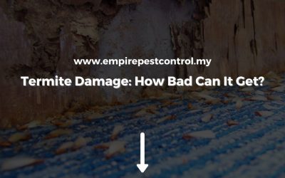 Termite Damage: How Bad Can It Get?