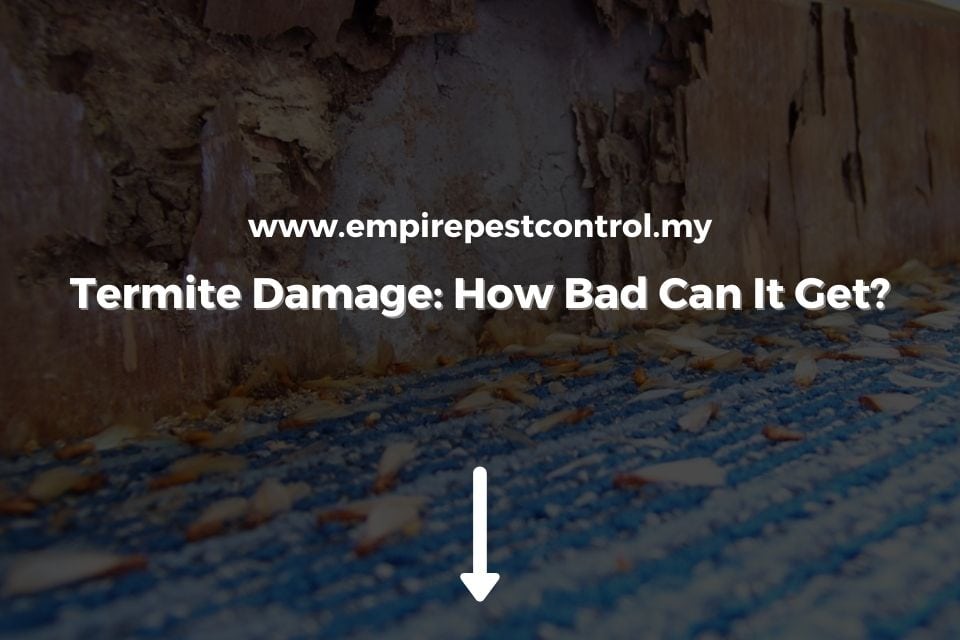 Termite Damage_ How Bad Can It Get_