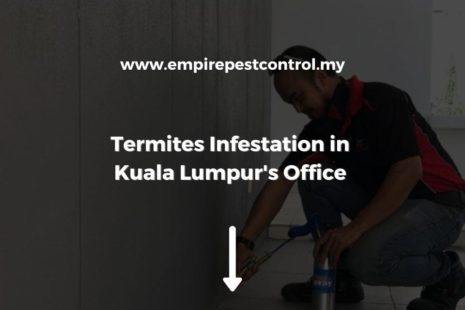 Termite Infestation in Kuala Lumpur Office