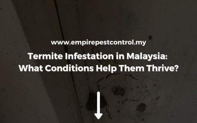 Termite Infestation in Malaysia: What Conditions Help Them Thrive?