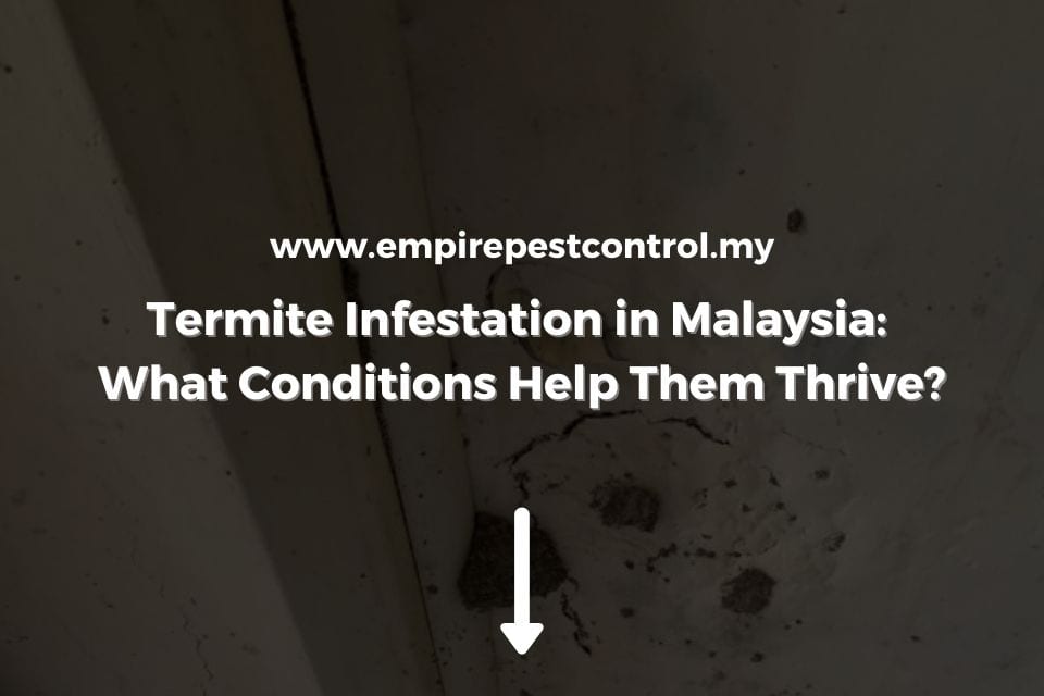 Termite Infestation in Malaysia