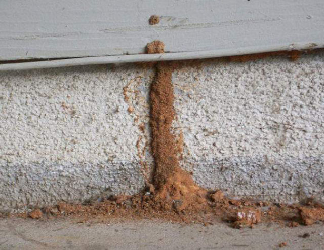 Termite Mud Tube