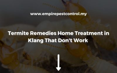 Termite Remedies Home Treatment in Klang That Don’t Work 