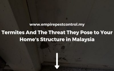 Termites And The Threat They Pose to Your Home’s Structure in Malaysia