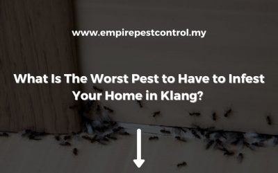 What Is The Worst Pest to Have to Infest Your Home in Klang?