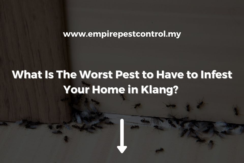 What Is The Worst Pest to Have to Infest Your Home in Klang