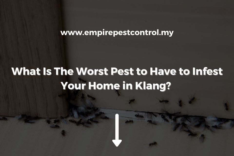 What Is The Worst Pest to Have to Infest Your Home in Klang