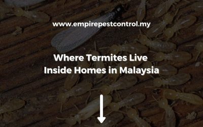 Where Termites Live Inside Homes in Malaysia