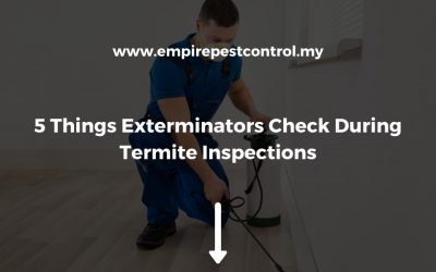 5 Things Exterminators Check During Termite Inspections