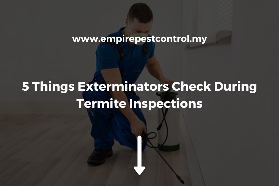 5 Things Exterminators Check During Termite Inspections