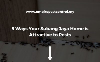 5 Ways Your Subang Jaya Home is Attractive to Pests