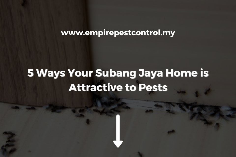 5 Ways Your Subang Jaya Home is Attractive to Pests