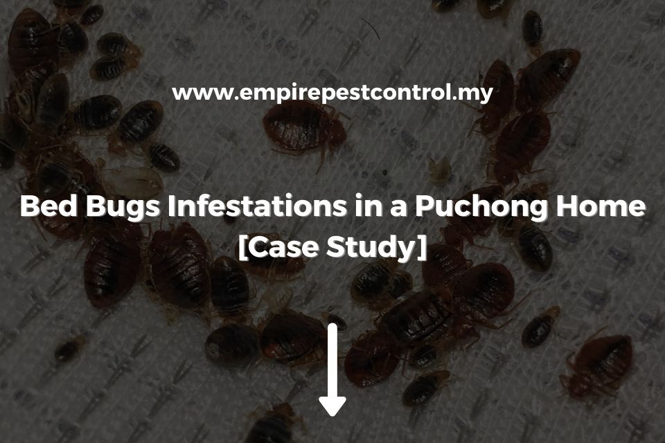 Bed Bugs Infestations in Puchong Home