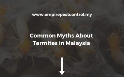 Common Myths About Termites in Malaysia You May Still Believe