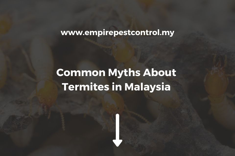 Common Myths About Termites in Malaysia