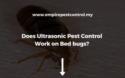 Does Ultrasonic Pest Control Work on Bed Bugs? 