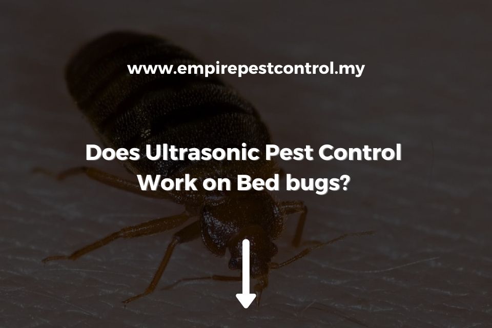 Does Ultrasonic Pest Control Work on Bed Bugs