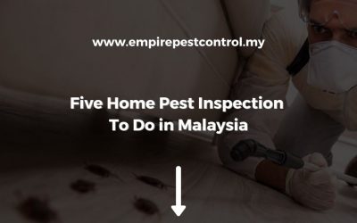 Five Home Pest Inspection To Do in Malaysia