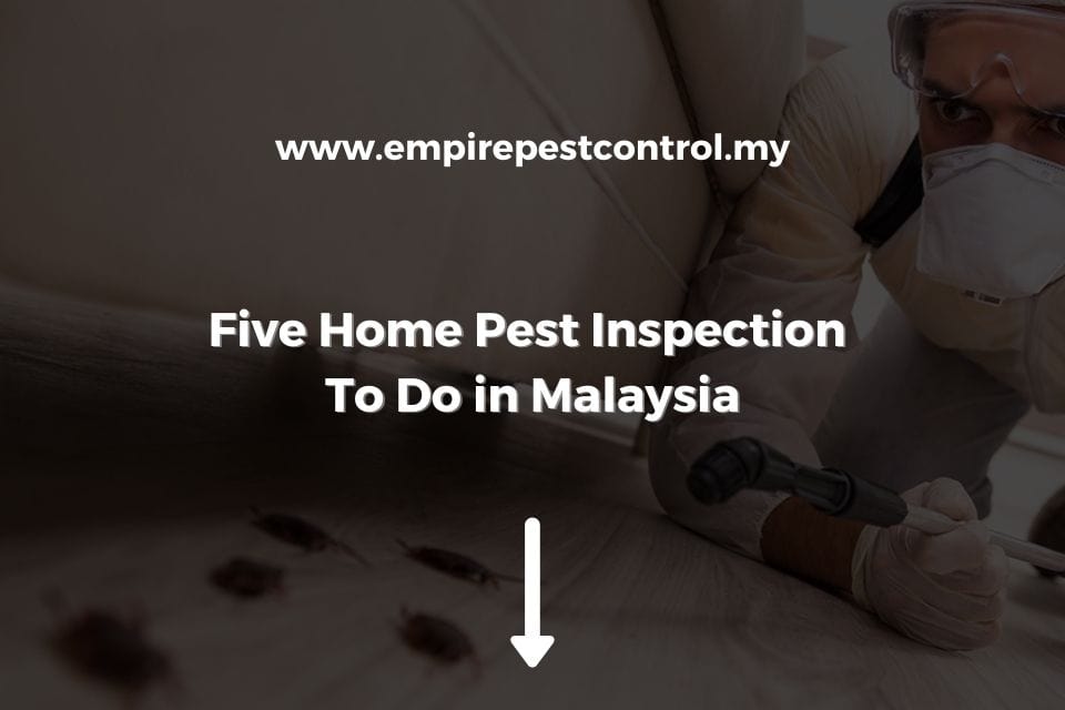 Five Home Pest Inspection To Do in Malaysia