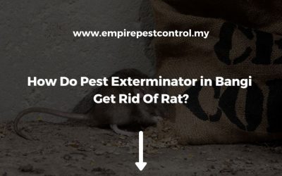 How Do Pest Exterminator in Bangi Get Rid Of Rat?