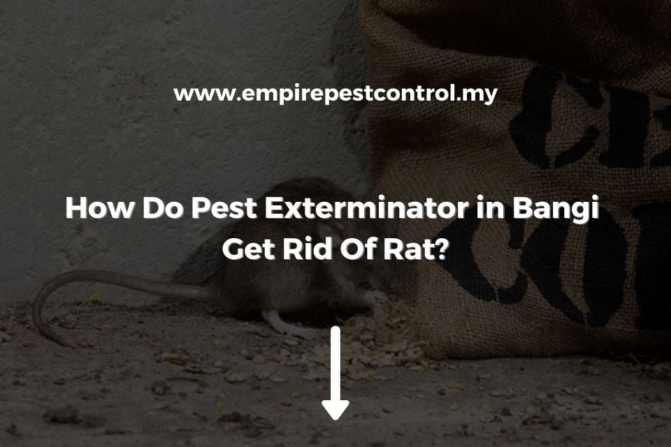 How Do Pest Exterminator in Bangi Get Rid Of Rat