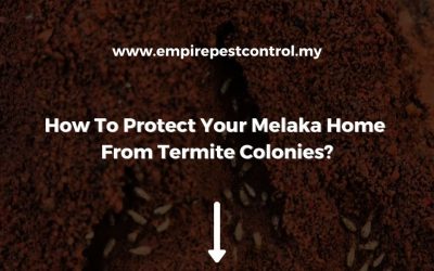 How To Protect Your Melaka Home From Termite Colonies?