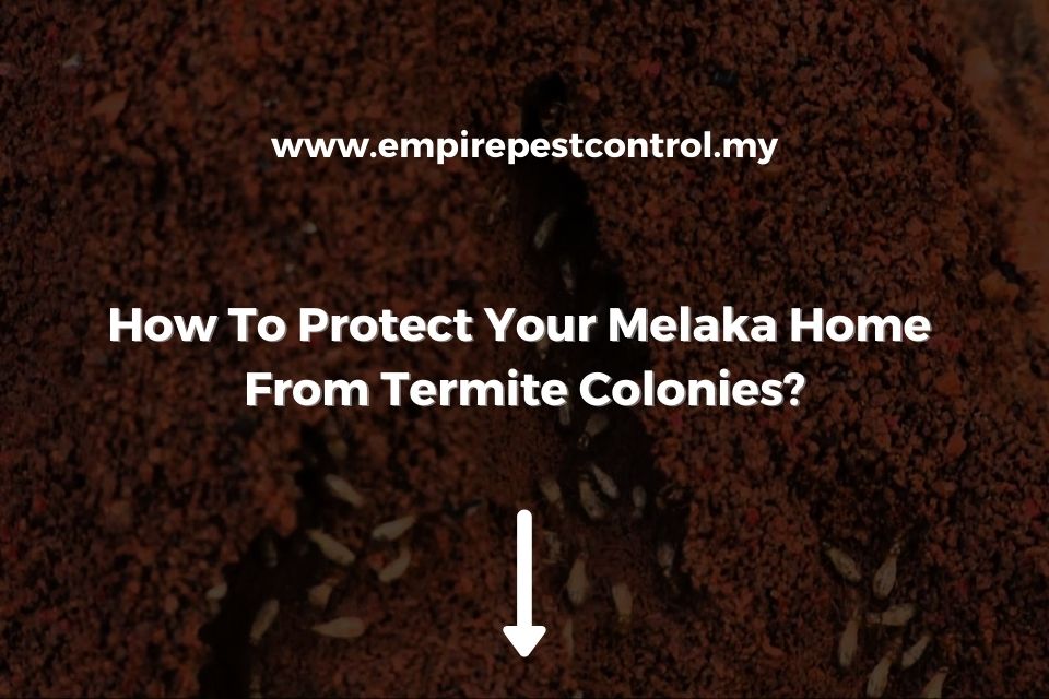 How To Protect Your Melaka Home From Termite Colonies