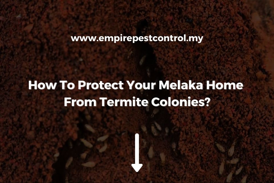 How To Protect Your Melaka Home From Termite Colonies?