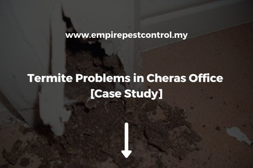 Termite Problems in Cheras Office