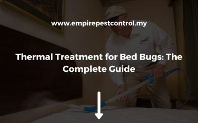 Thermal Treatment for Bed Bugs: The Complete Guide