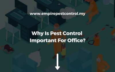 Why is Pest Control Important For Office?