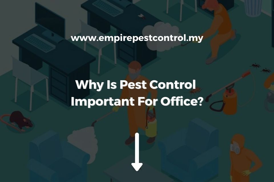 Why Is Pest Control Important For Office