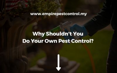 Why Shouldn’t You Do Your Own Pest Control? 