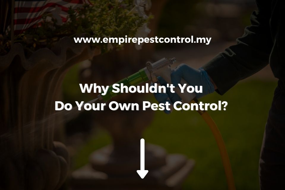 Why Shouldn't You Do Your Own Pest Control