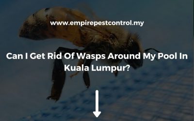 Can I Get Rid Of Wasps Around My Pool In Kuala Lumpur?