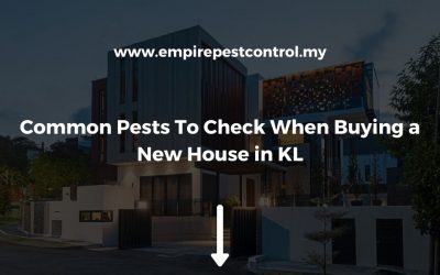 3 Pests To Check For When Purchasing a New Home in Kuala Lumpur