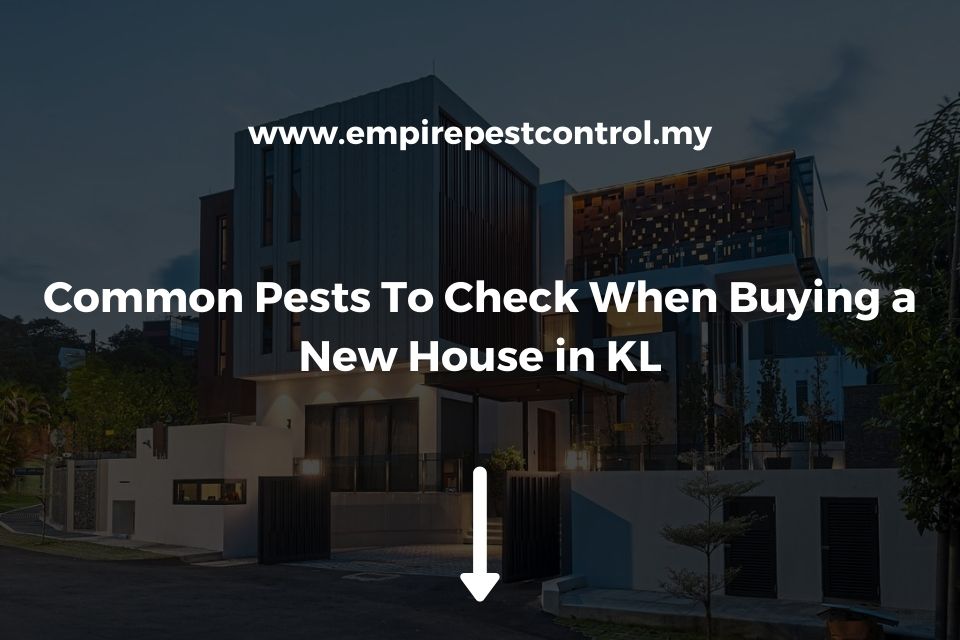 Common Pests To Check When Buying a New House in KL