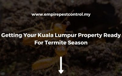 Getting Your Kuala Lumpur Property Ready For Termite Season