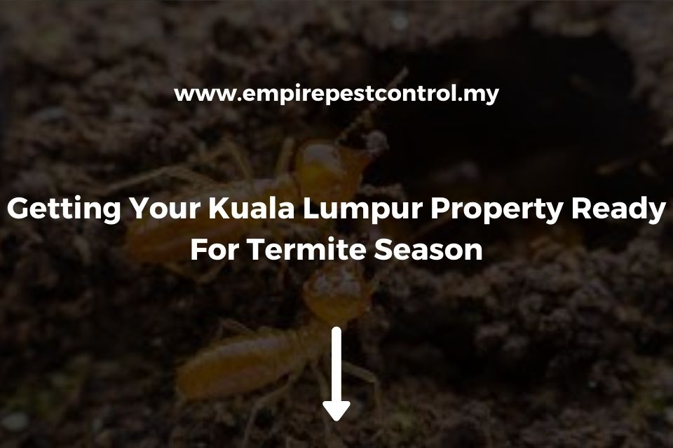 Getting Your Kuala Lumpur Property Ready For Termite Season