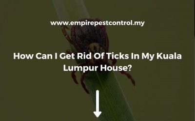 How Can I Get Rid Of Ticks In My Kuala Lumpur House?