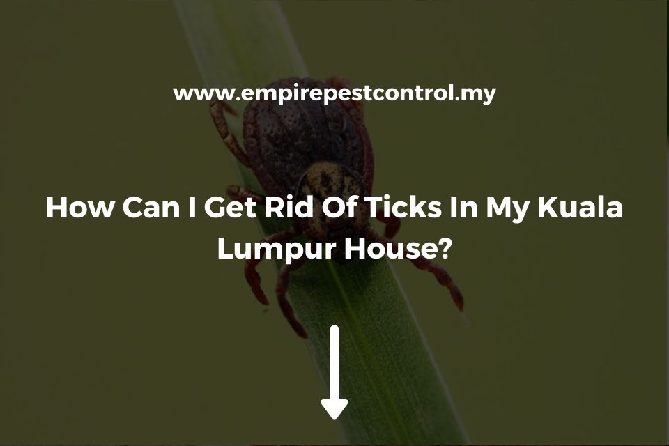 How Can I Get Rid Of Ticks In My Kuala Lumpur House